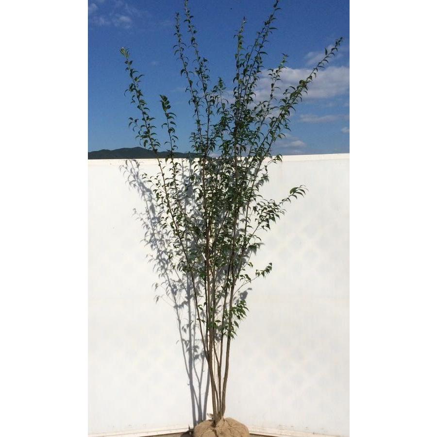 ハイノキ 株立ち 約2.5m 特大株 超植木苗木 灰の木 規格販売 ハイノキ 株立ち 約2.5m 特大株 超植木苗木 灰の木 規格販売