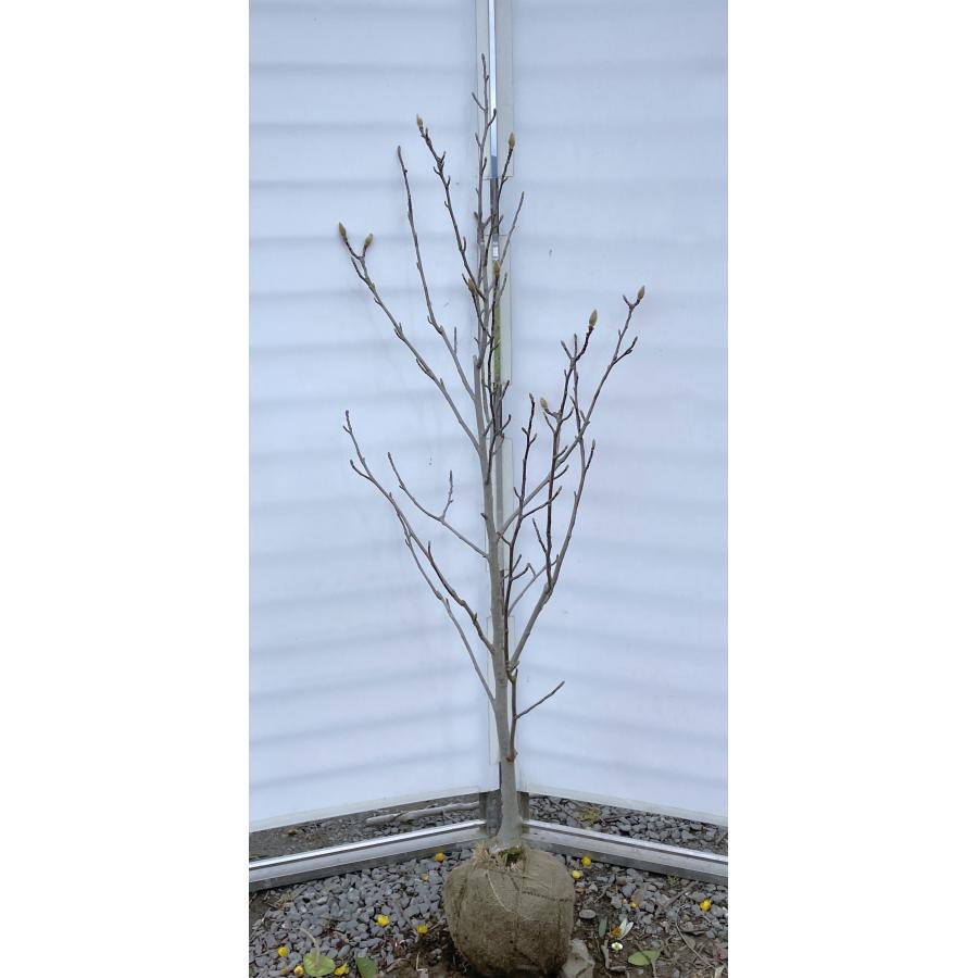 白モクレン 約1.5m 規格販売品 特大株 植木 苗木 大苗 白木蓮