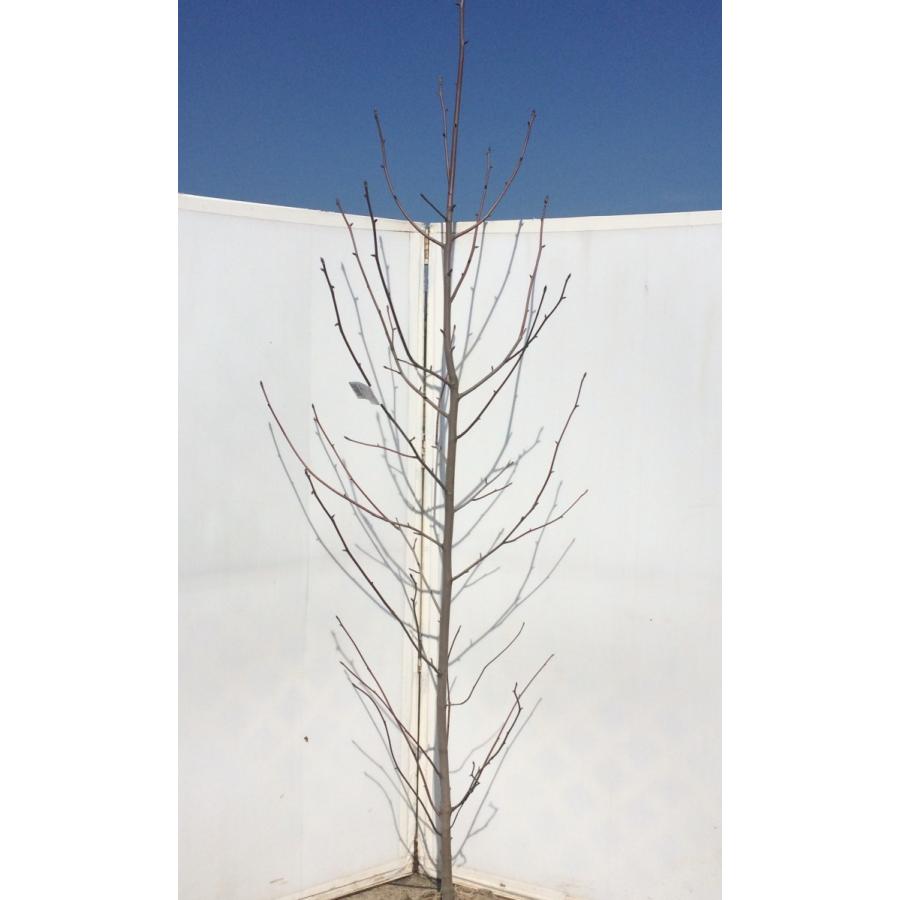 ハンカチの木 約２ｍ 特大株 植木苗木 お買い得なおまかせ株 ハンカチノキ 希少品種 送料無料 Hanakachi 大福樹苗園 通販 Yahoo ショッピング