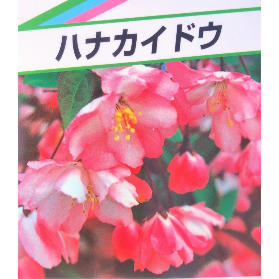 ハナカイドウ 約2 2ｍ １本株 可愛いピンク花 特大植木苗木 花街道 お買い得なおまかせ株 落葉樹 送料無料 Hanakaidou22 大福樹苗園 通販 Yahoo ショッピング