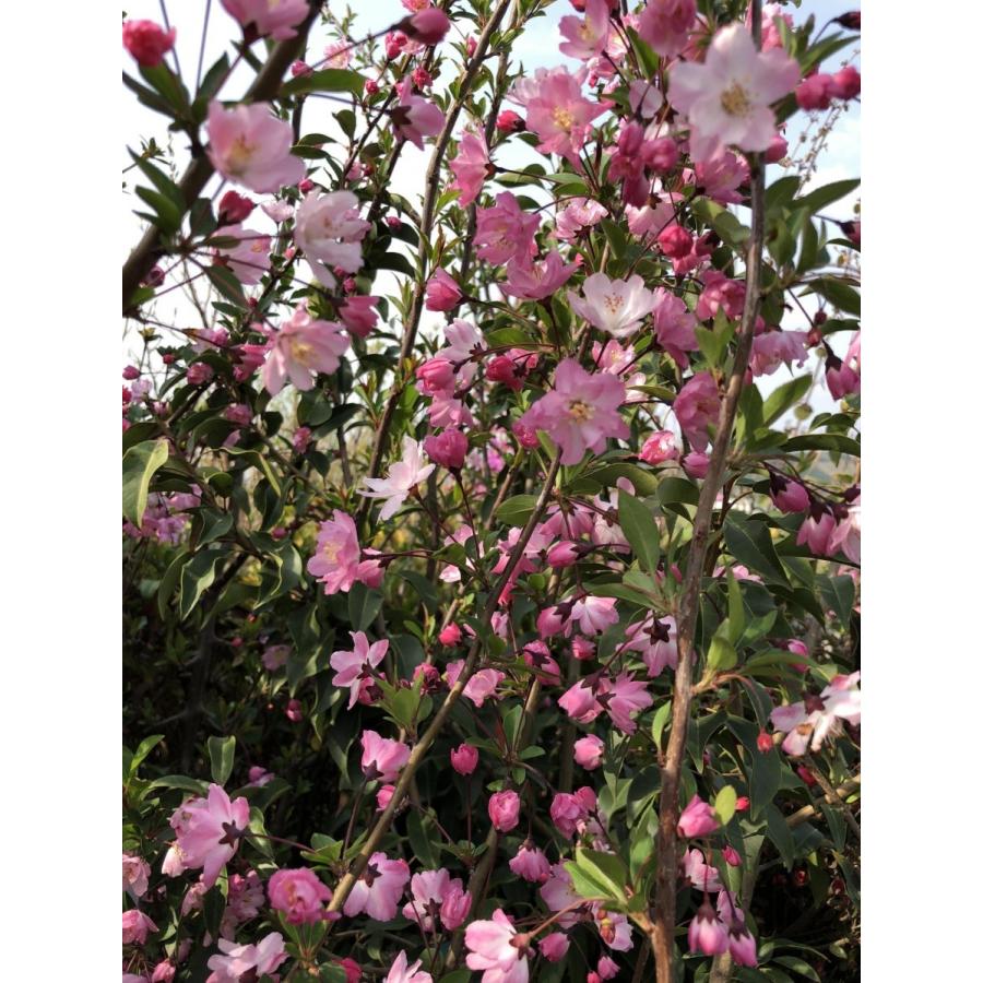 ハナカイドウ 約2.5m 1本株 可愛いピンク花 特大植木苗木 花街道 花