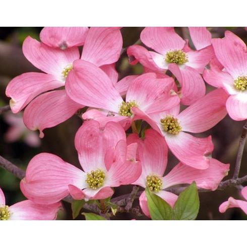 赤花 ハナミズキ 約2m 1本株 花水木 : 大福樹苗園 - 通販 - Yahoo