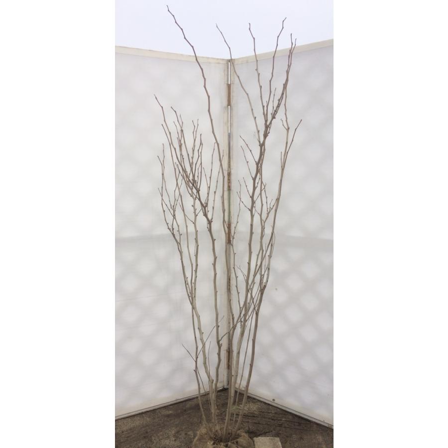 【現品発送・送料込み】アメリカハナズオウ 樹高170cm 特大苗•太幹 現品発送・送料込み】アメリカハナズオウ 樹高170cm 特大苗•太幹