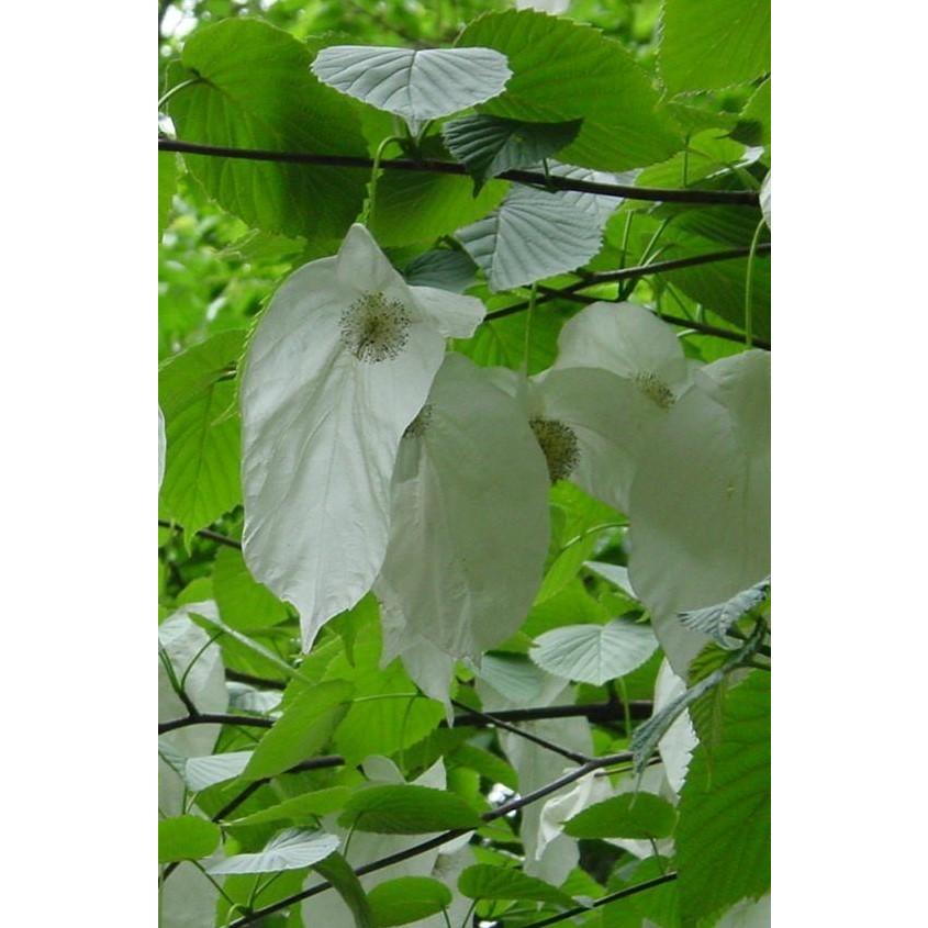 ハンカチの木　約2.5ｍ　超特大株　植木苗木　お買い得なおまかせ株　ハンカチノキ　希少品種　送料無料 