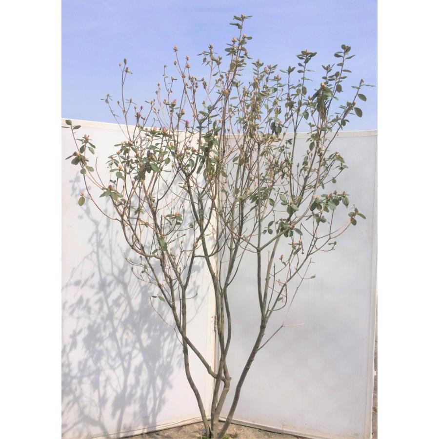 玄海ツツジ 春一番 株立ち ピンク花 約1.8m 大株植木苗木 : 大福樹苗