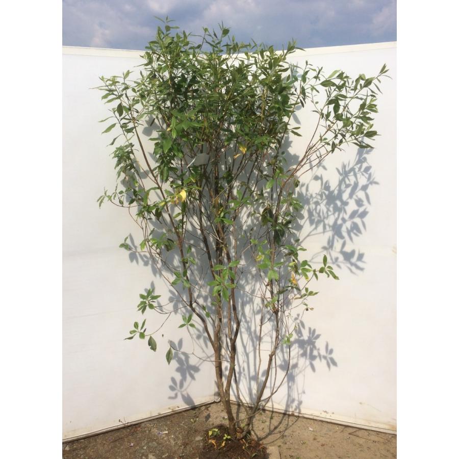 玄海ツツジ 春一番 株立ち ピンク花 約1.8m 大株植木苗木 玄海ツツジ 春一番 株立ち ピンク花 約1.8m 大株植木苗木
