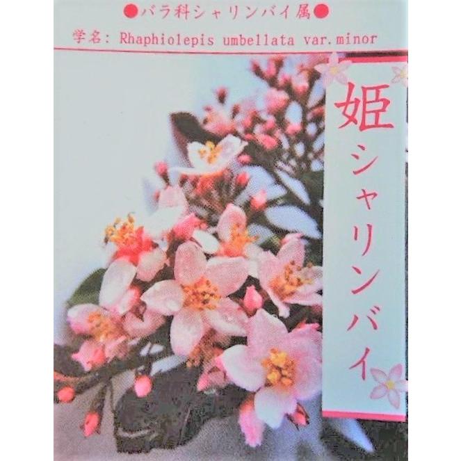 姫シャリンバイ 約1.5m 特大株 植木苗木 大苗 規格販売 お買い得な