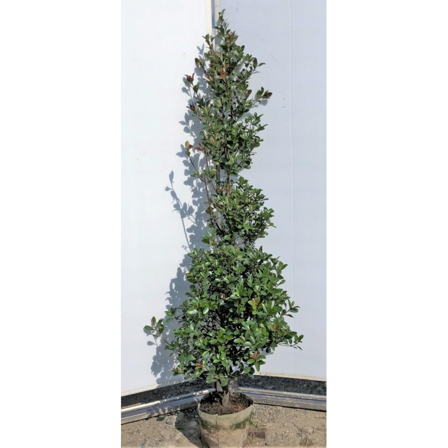 姫シャリンバイ 約1.5m 特大株 植木苗木 大苗 規格販売 お買い得な