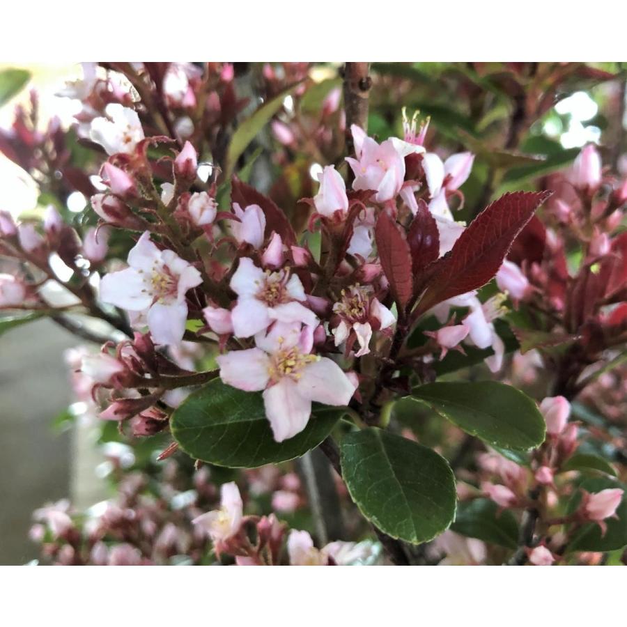姫シャリンバイ 約1.5m 特大株 植木苗木 大苗 規格販売 お買い得な