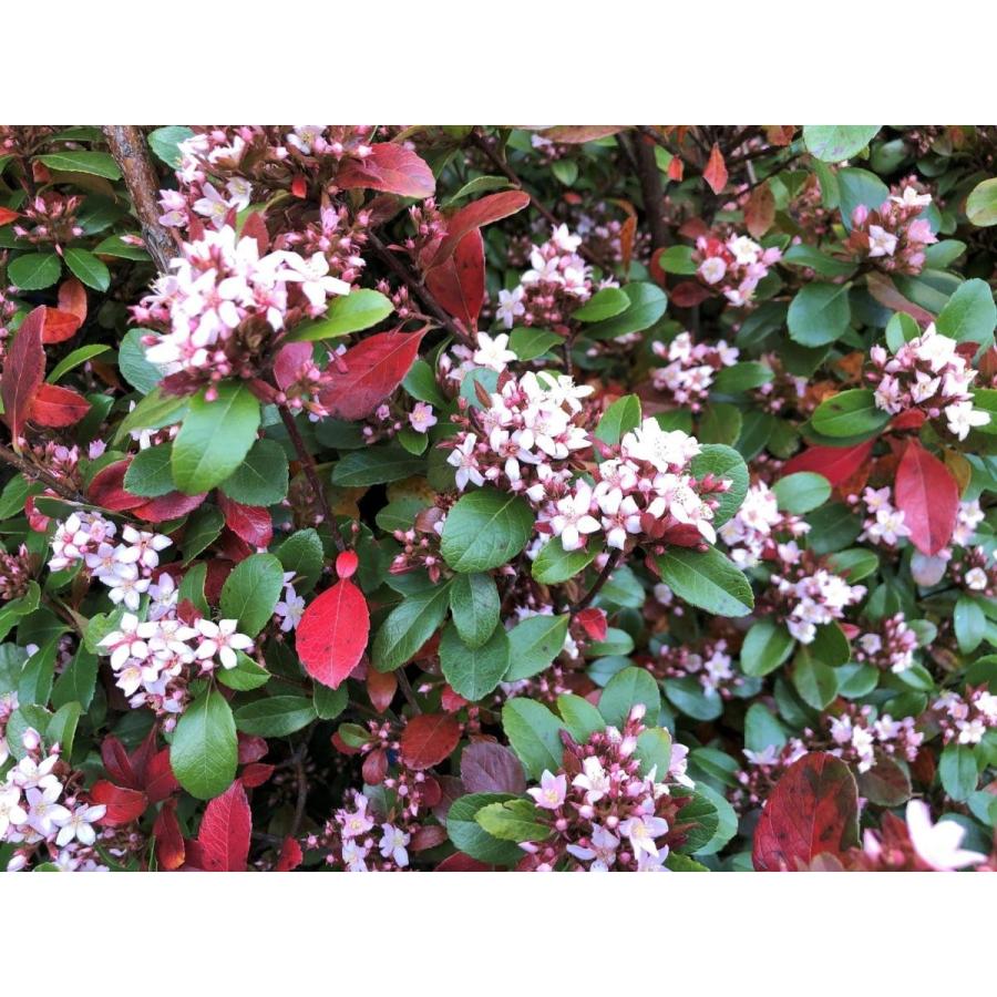 姫シャリンバイ 約1.5m 特大株 植木苗木 大苗 規格販売 お買い得な