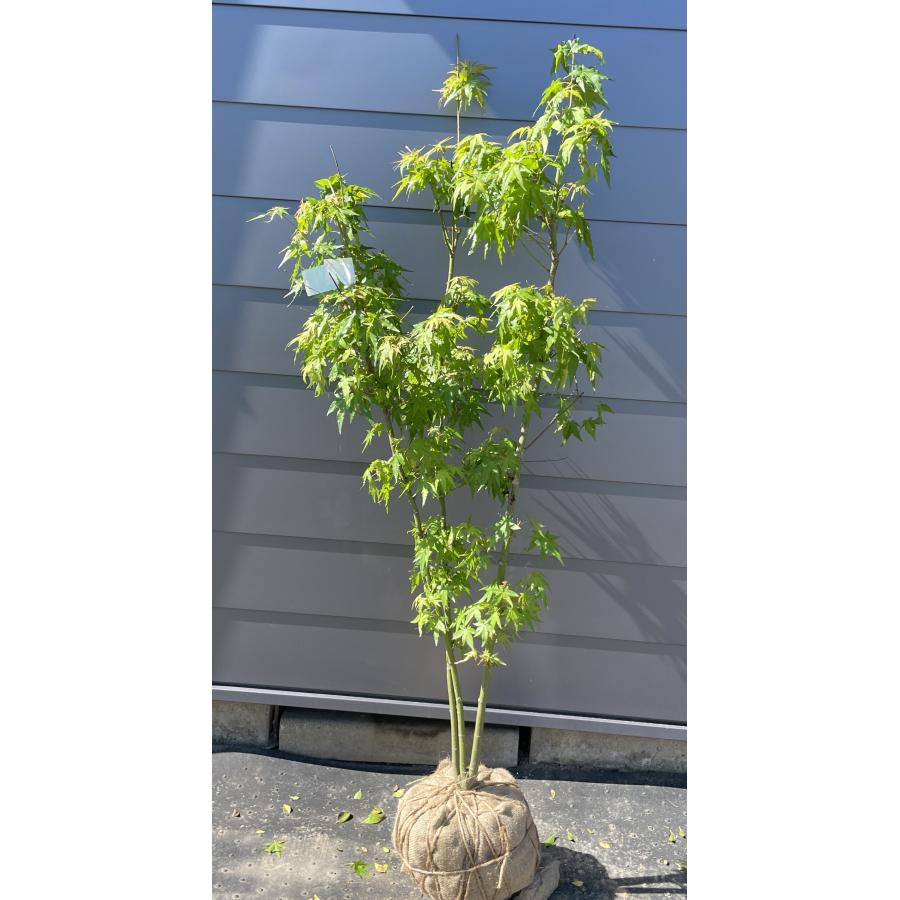 イロハモミジ 株立ち 約1.7m 規格販売品 特大株 大苗 植木 苗木 イロハモミジ 株立ち 約1.7m 規格販売品 特大株 大苗 植木 苗木