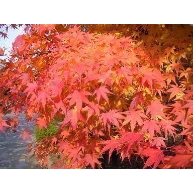 イロハモミジ 株立ち 約1.7m 規格販売品 特大株 大苗 植木 苗木 イロハモミジ 株立ち 約1.7m 規格販売品 特大株 大苗 植木 苗木