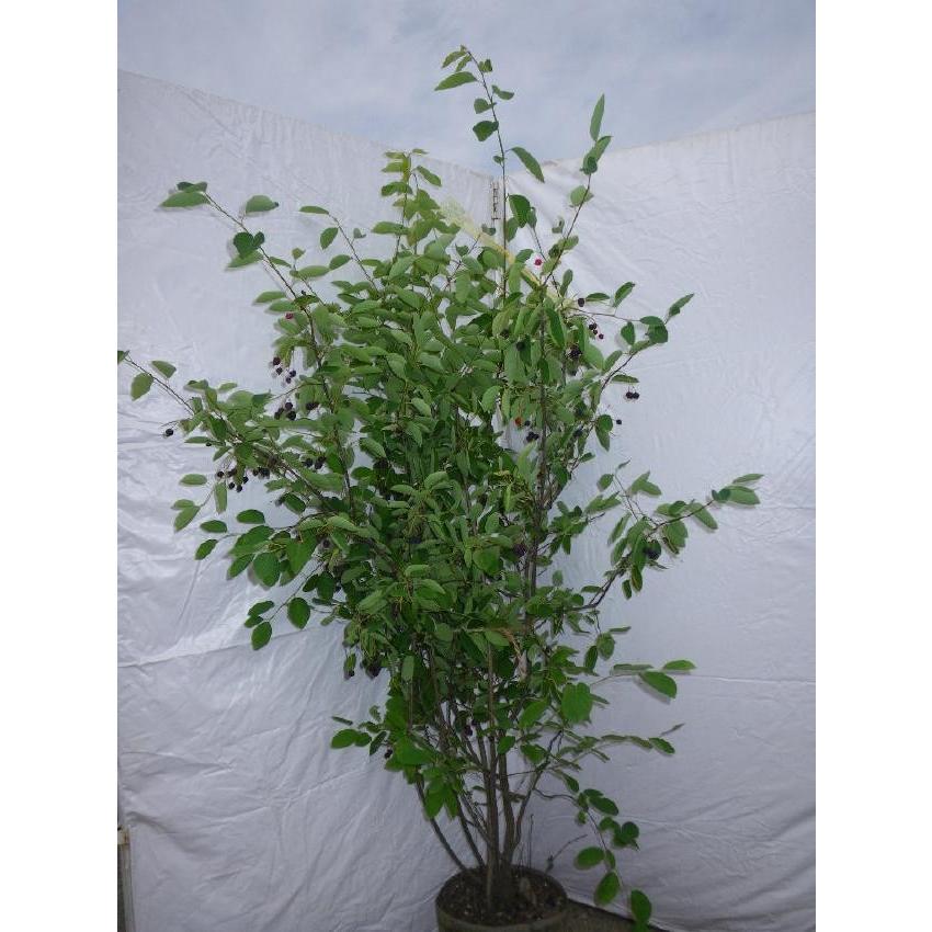 ジューンベリー 株立ち 約1.7m ラマルキー 大株植木苗木 お買い得な