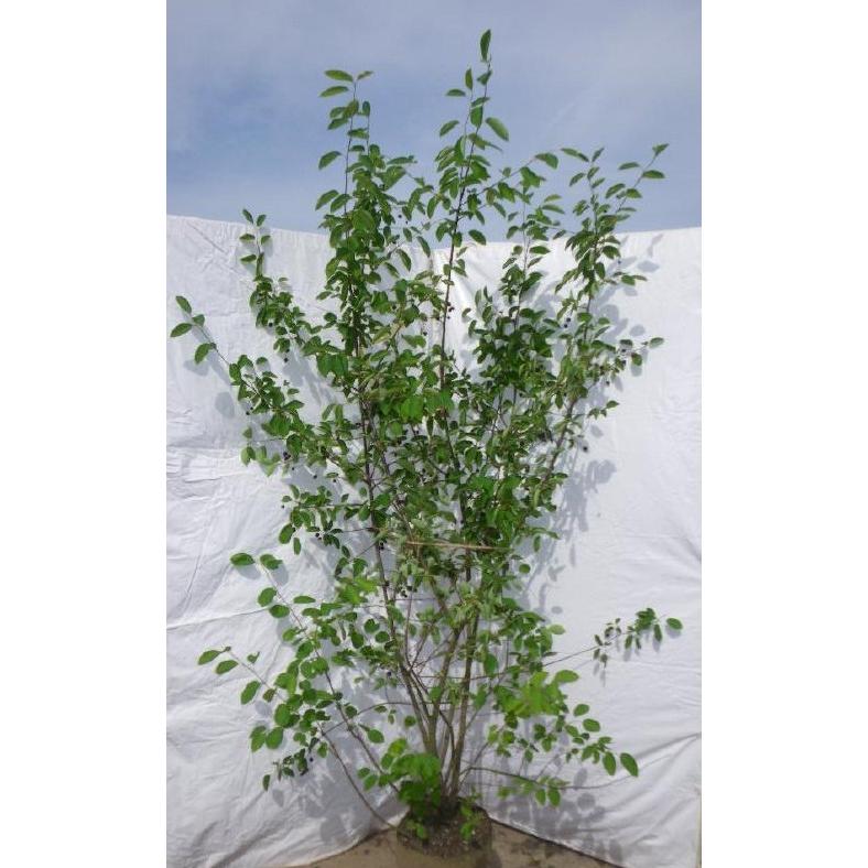 送料無料 ジューンベリー 株立ち 約2 2ｍ ラマルキー 特大株 植木苗木 お買い得なおまかせ株 ブルーベリーの様な果実 送料無料 格安人気 Www Thedailyspud Com