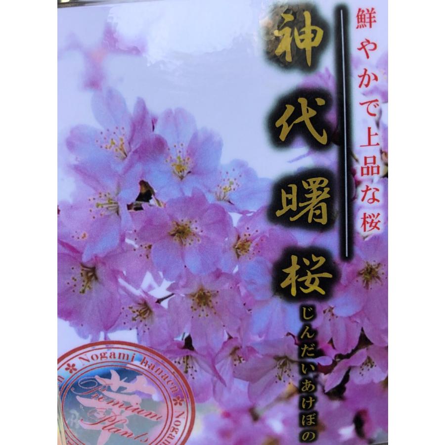 神代曙桜 約2m 特大植木苗木 ジンダイアケボノ桜 お買い得なおまかせ