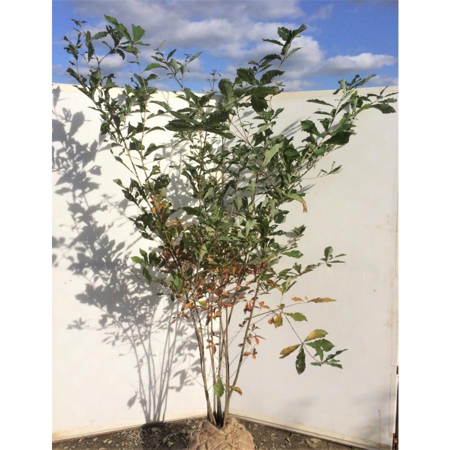 コナラ 株立ち 約２m 紅葉が綺麗などんぐりの木 特大植木苗木 お買い得なおまかせ株 送料無料 K 大福樹苗園 通販 Yahoo ショッピング