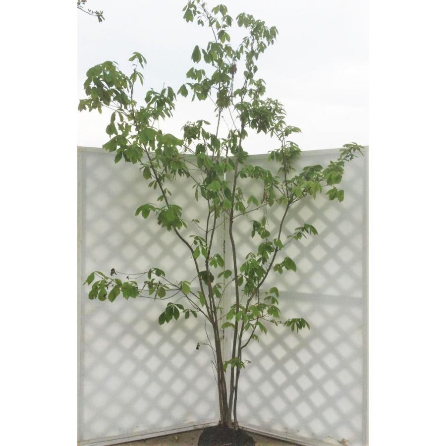 株立ち コナラ 約2 2m 紅葉が綺麗などんぐりの木 特大株 植木苗木 お買い得なおまかせ株 送料無料 K23 大福樹苗園 通販 Yahoo ショッピング