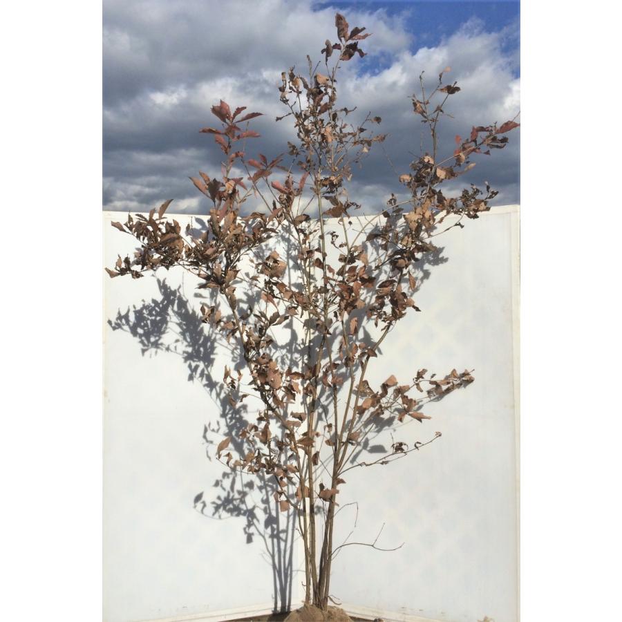 コナラ 株立ち 約2.5m 紅葉が綺麗などんぐりの木 超特大株 植木苗木