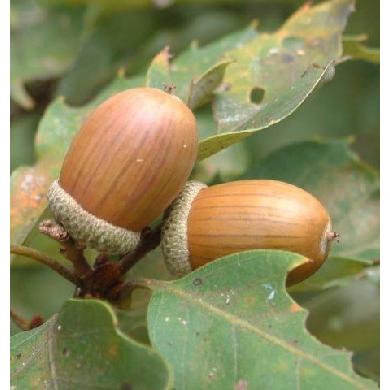 コナラ 株立ち 約2.5m 紅葉が綺麗などんぐりの木 超特大株 植木苗木