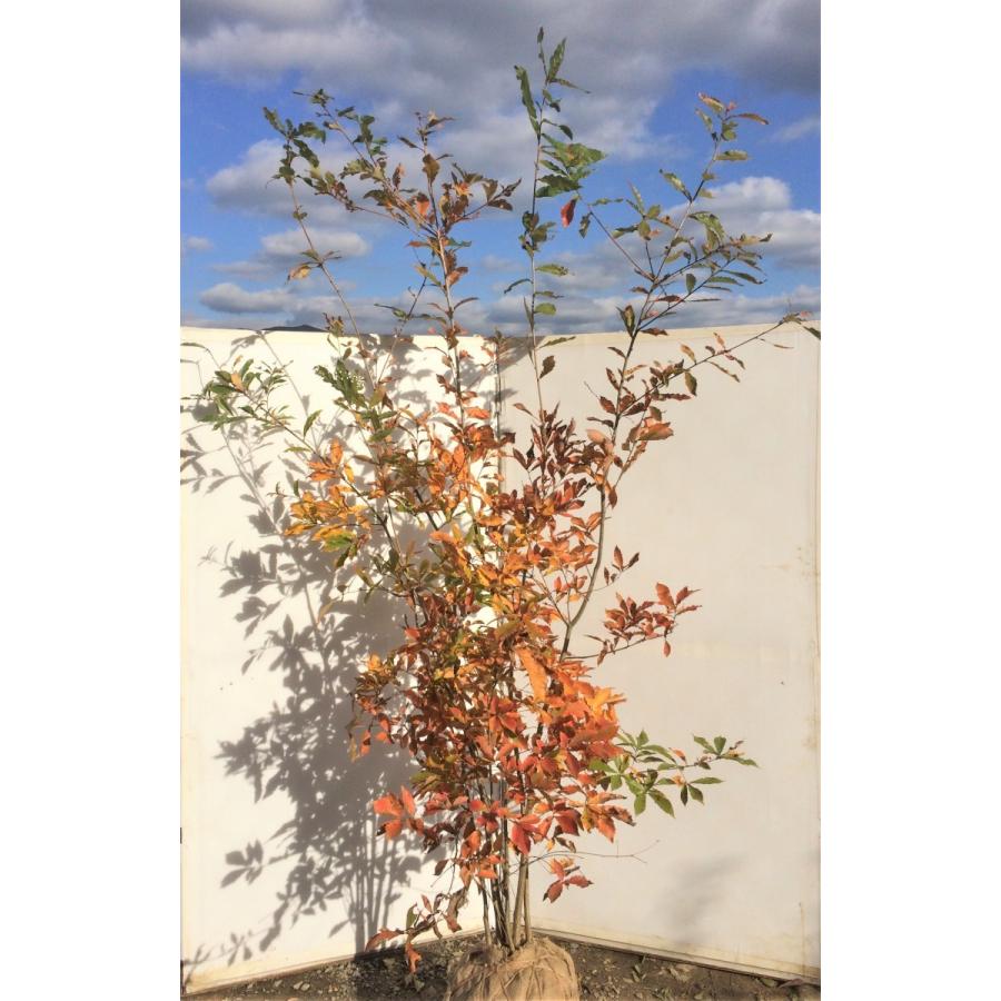 コナラ 株立ち 約2.5m 紅葉が綺麗などんぐりの木 超特大株 植木苗木