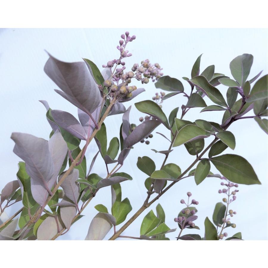 西洋ニンジンボク プルプレア 約1.5m 特大株 植木苗木 ミツバハマゴウ