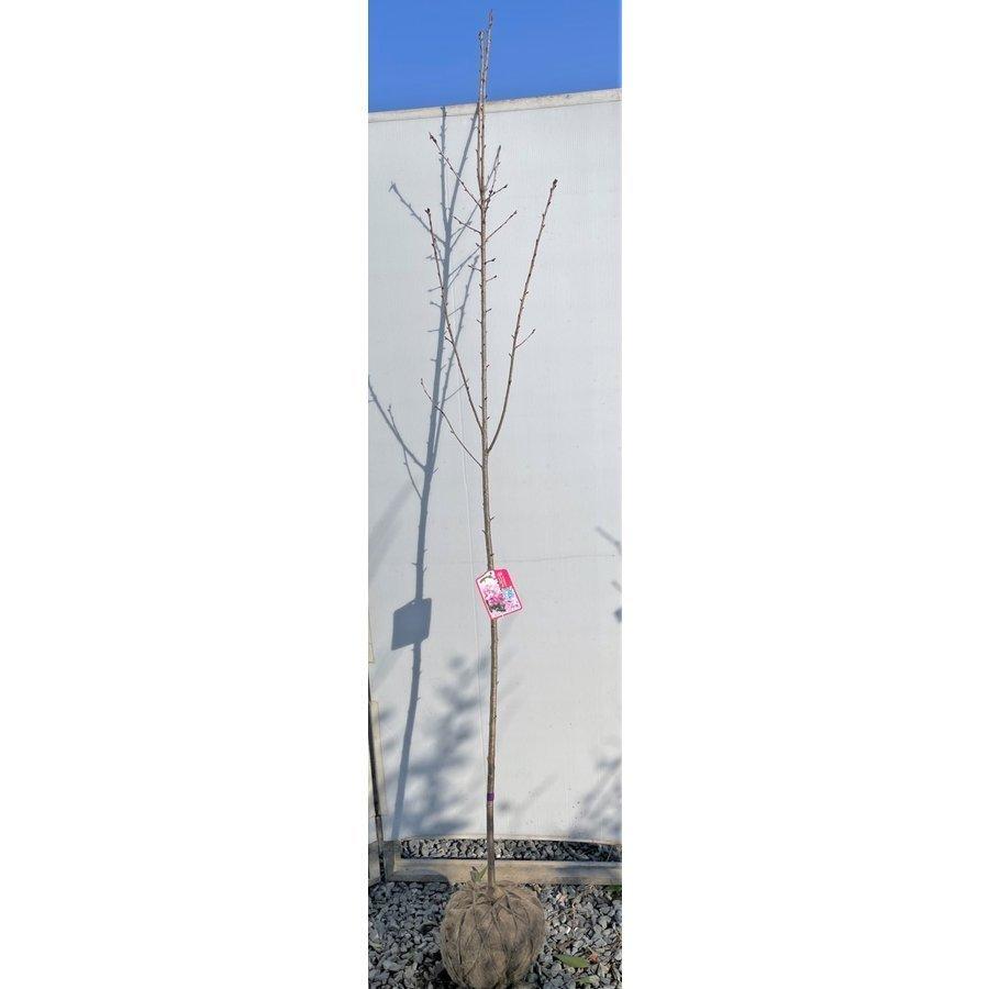 値下げ！河津桜 古木　花目付き 河津川沿桜並木の桜（賀茂郡河津町） - お花見2025 - ウォーカープラス