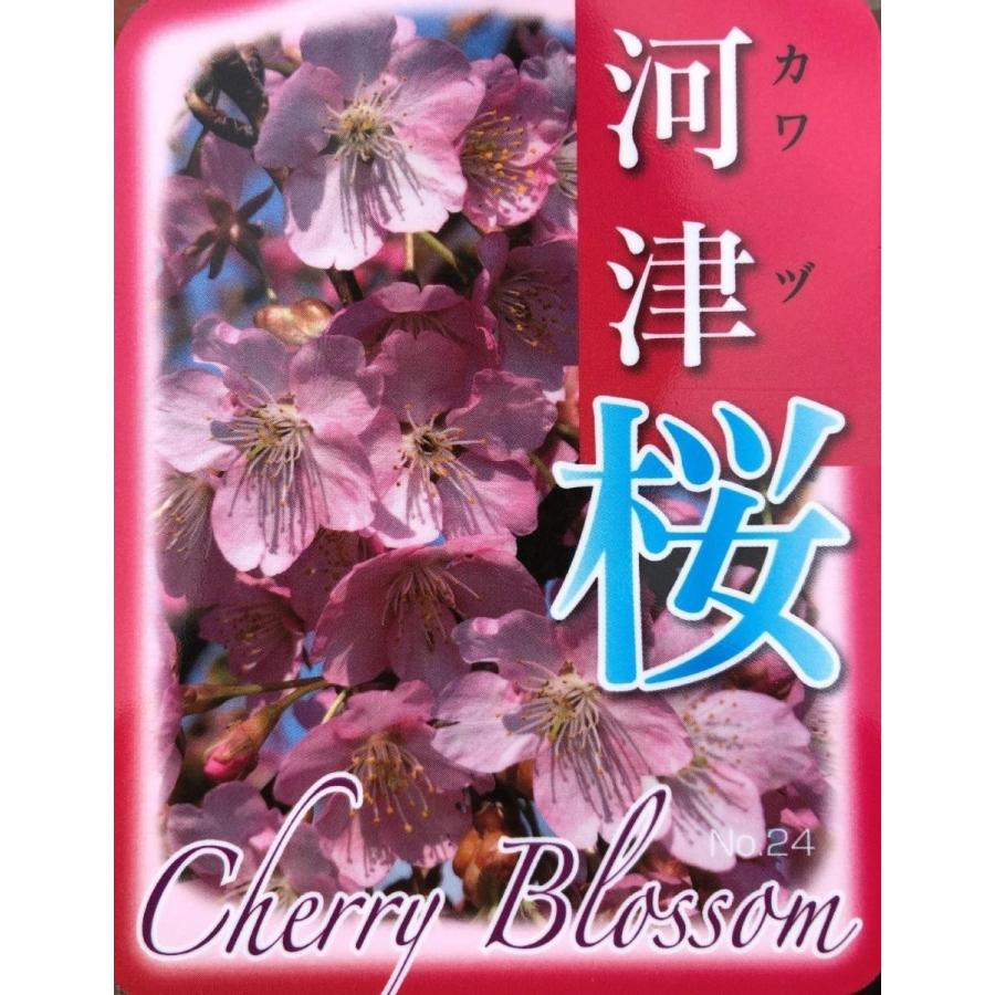 さくらの木 河津桜 約1.7m 特大植木苗木大苗 早咲き品種 企画販売 お買い得
