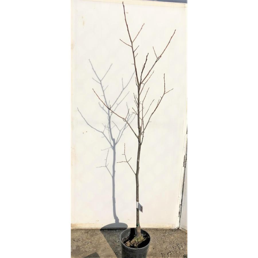 恋姫柿の木　約1.7ｍ　特大株　植木苗木　こいひめ柿　極甘柿　マンゴー柿　規格販売　お買い得なおまかせ株　送料無料