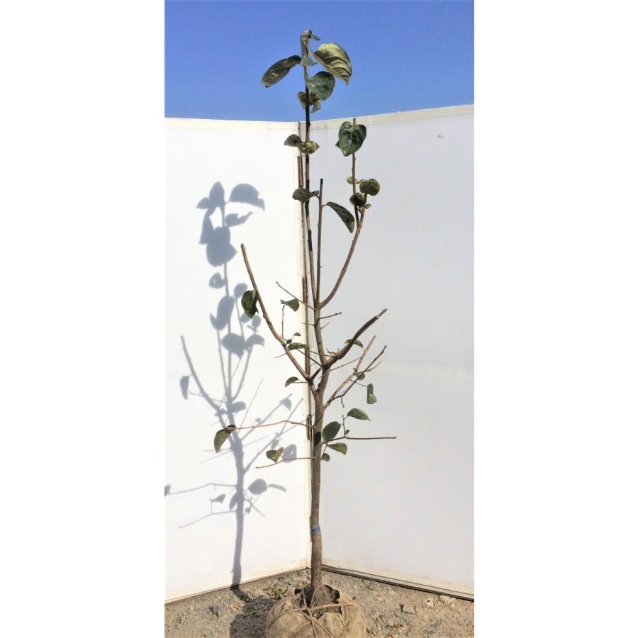 恋姫柿の木　約1.7ｍ　特大株　植木苗木　こいひめ柿　極甘柿　マンゴー柿　規格販売　お買い得なおまかせ株　送料無料 