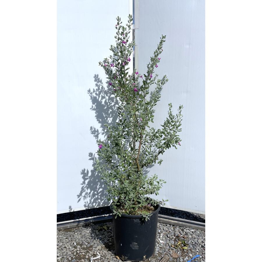 レウコフィルム 約1.2m 規格販売品 特大株 植木 苗木 大苗