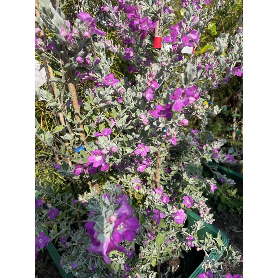 レウコフィルム 約1.2m 規格販売品 特大株 植木 苗木 大苗