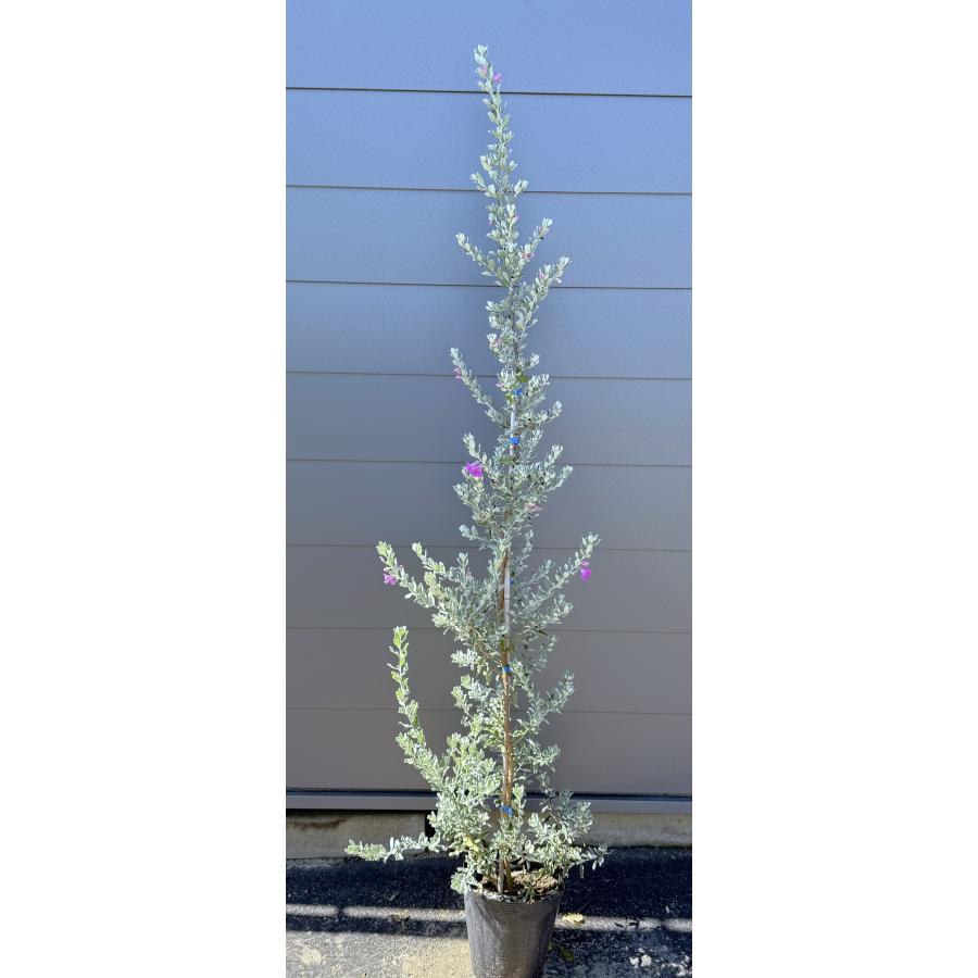 レウコフィルム 約1.7m 規格販売品 特大株 植木 苗木 大苗 お買い得
