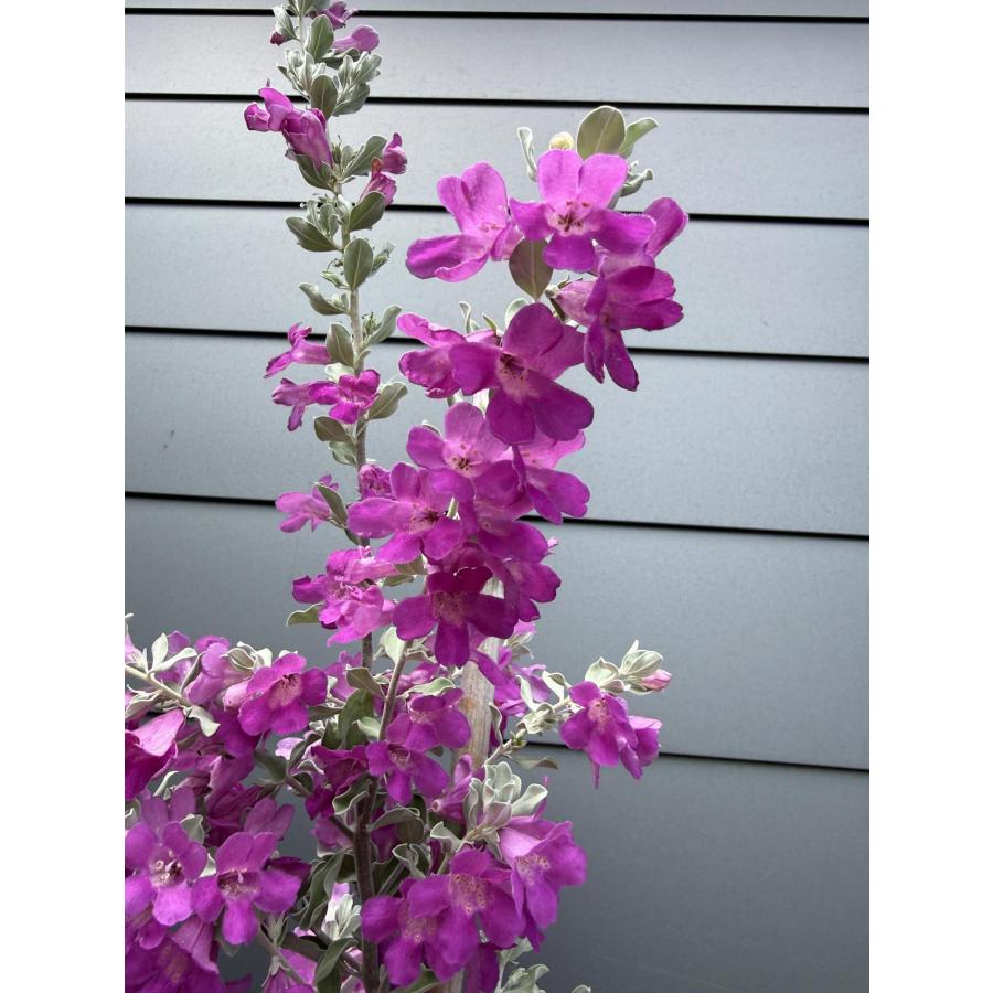レウコフィルム 約1.7m 規格販売品 特大株 植木 苗木 大苗 お買い得