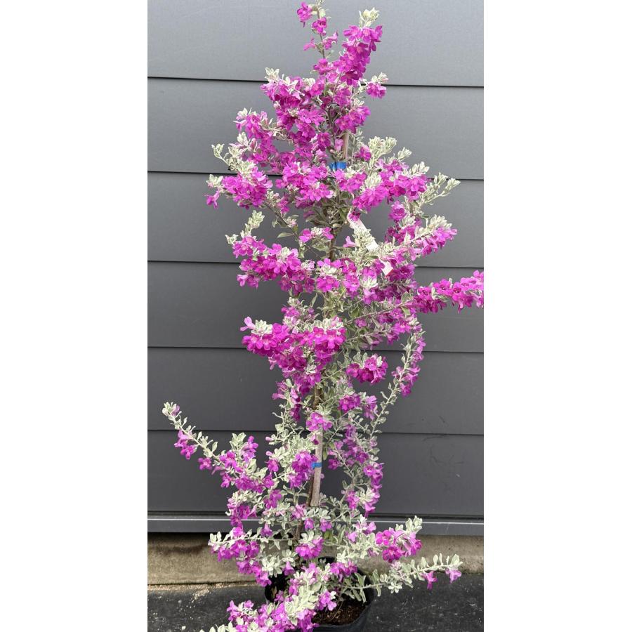 レウコフィルム 約1.7m 規格販売品 特大株 植木 苗木 大苗 お買い得