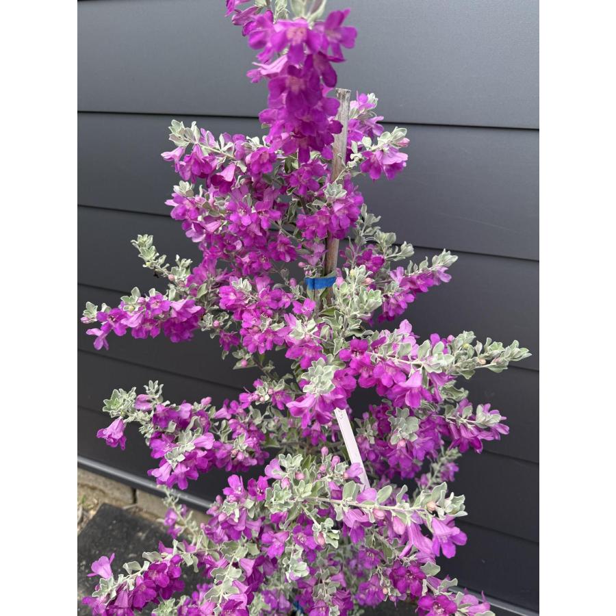 レウコフィウム　レウコフィルム レウコフィルム 約1.7m 規格販売品 特大株 植木 苗木 大苗 お買い得