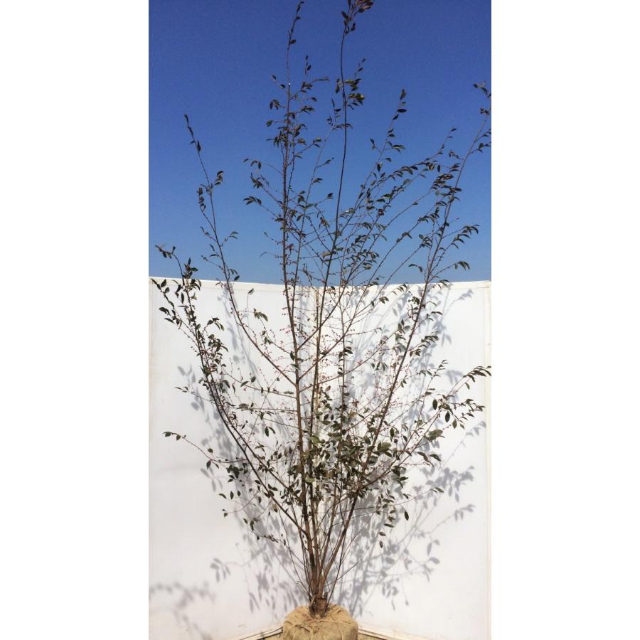 紅花ベニバナトキワマンサク　株立ち　約2.7ｍ　超特大株　植木苗木　お買い得なおまかせ株　常緑樹　送料無料