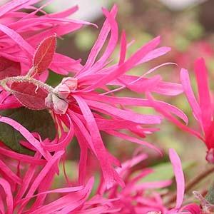 紅花ベニバナトキワマンサク　株立ち　約2.7ｍ　超特大株　植木苗木　お買い得なおまかせ株　常緑樹　送料無料 