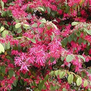 紅花ベニバナトキワマンサク　株立ち　約2.7ｍ　超特大株　植木苗木　お買い得なおまかせ株　常緑樹　送料無料 