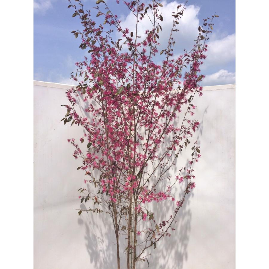 紅花ベニバナトキワマンサク　株立ち　約2.7ｍ　超特大株　植木苗木　お買い得なおまかせ株　常緑樹　送料無料 