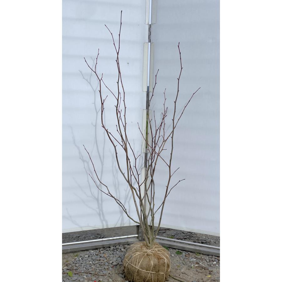 マルバノキ 株立ち 約1.7m 特大株 規格販売 植木苗木 マルバの マルバノキ 株立ち 約1.7m 特大株 規格販売 植木苗木 マルバの