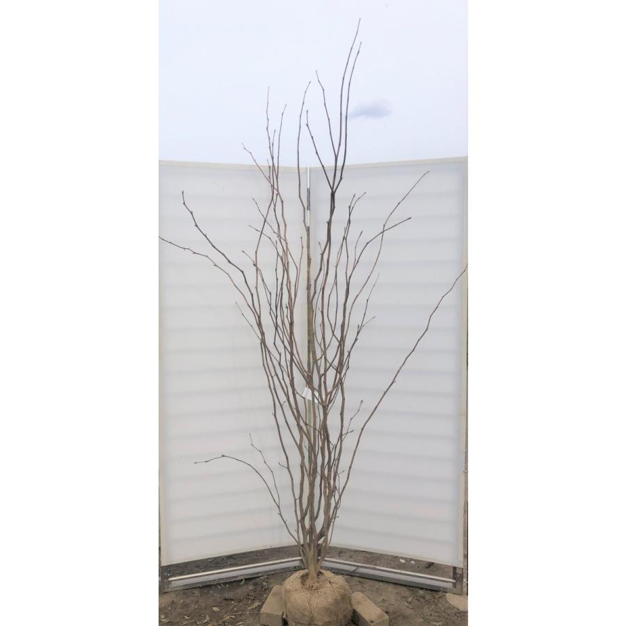 マルバノキ　株立ち　約２ｍ　特大株　植木苗木　マルバの木　お買い得なおまかせ株　　落葉樹　シンボルツリー　送料無料(10590円)