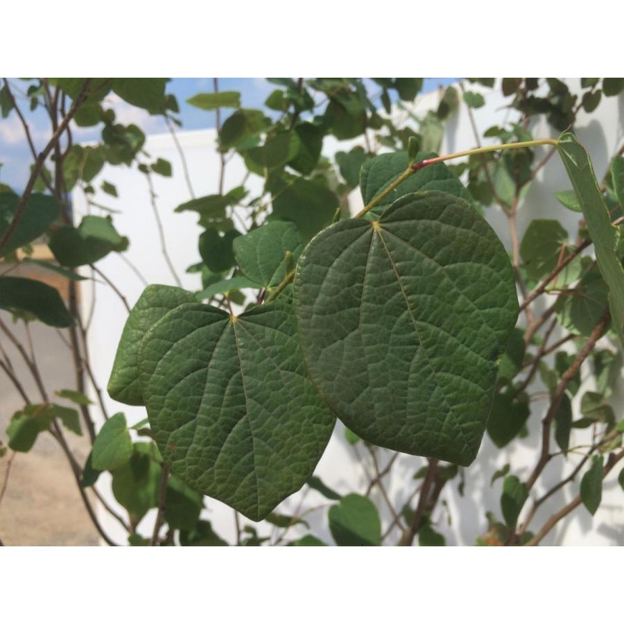 マルバノキ　株立ち　約２ｍ　特大株　植木苗木　マルバの木　お買い得なおまかせ株　　落葉樹　シンボルツリー　送料無料 マルバノキ　株立ち　約２ｍ　特大株　植木苗木　マルバの木　お買い得なおまかせ株　　落葉樹　シンボルツリー　送料無料 マルバノキ　株立ち　約２ｍ　特大株　植木苗木　マルバの木　お買い得なおまかせ株　　落葉樹　シンボルツリー　送料無料 K1112496748(10590円)