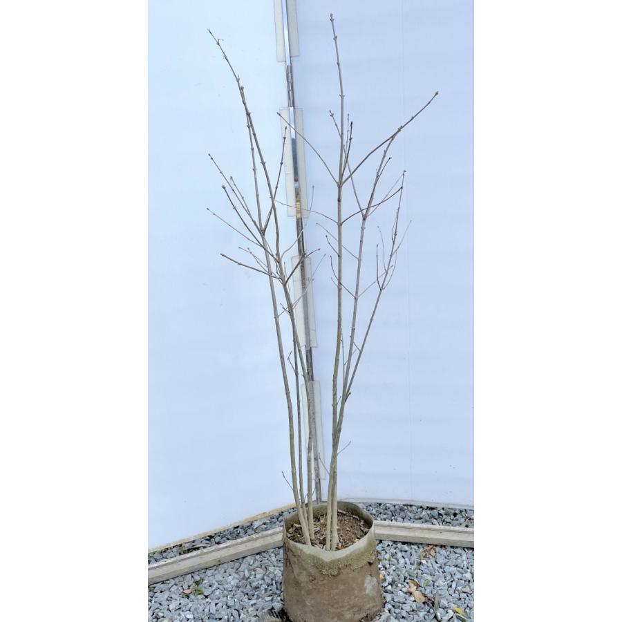 アオダモ 株立ち 約1.5m 特大株 規格販売品 植木 苗木 大苗
