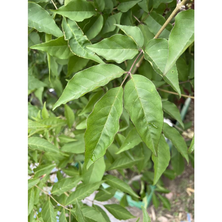 アオダモ 株立ち 約1.5m 特大株 規格販売品 植木 苗木 大苗