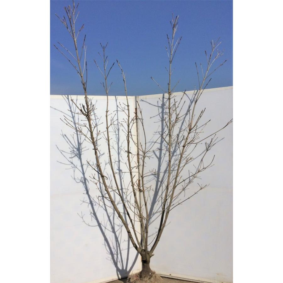 ヤマボウシ　ミルキーウェイ　株立ち　約2.3m　圧巻の花数の山法師　大型株(11612円)