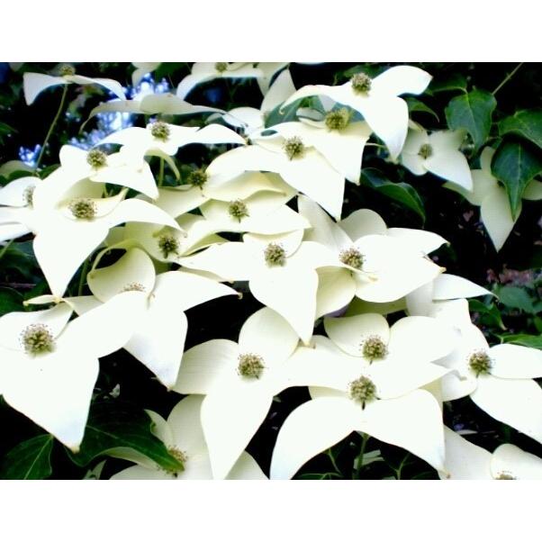 ヤマボウシ　ミルキーウェイ　株立ち　約2.3m　圧巻の花数の山法師　大型株 