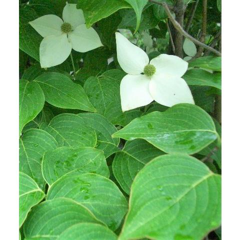 ヤマボウシ　ミルキーウェイ　株立ち　約2.3m　圧巻の花数の山法師　大型株 