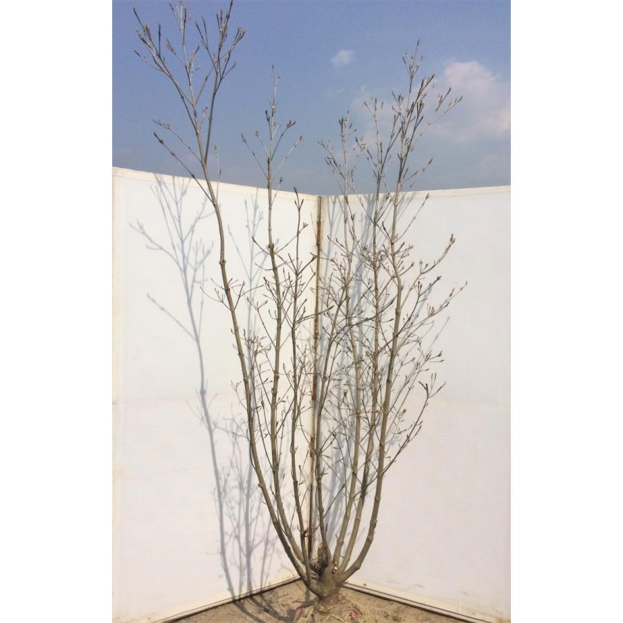 ヤマボウシ ミルキーウェイ ７本株立ち 約2 3m 多花の山法師 豪華株一点物 Milkyg1 大福樹苗園 通販 Yahoo ショッピング