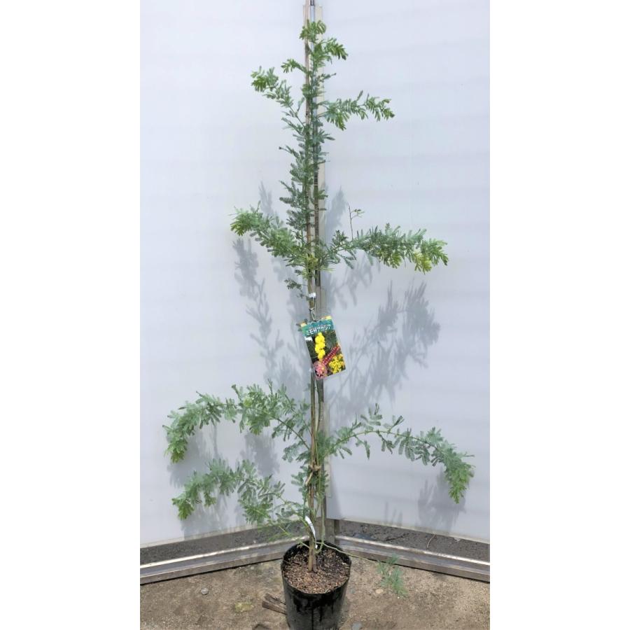 ミモザアカシア 約1.5m 特大植木苗木 ギンヨウアカシア 銀葉 ミモザアカシア 約1.5m 特大植木苗木 ギンヨウアカシア 銀葉