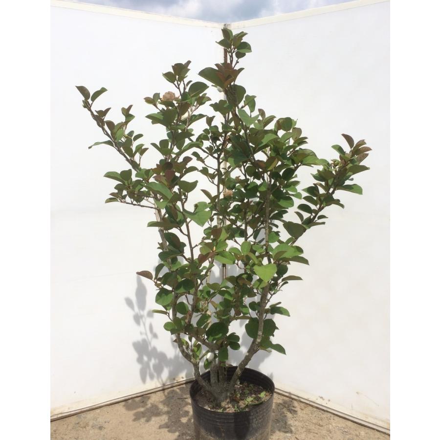 八重咲きオオヤマレンゲ ミチコレンゲ 株立ち 約1.5m 規格販売